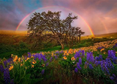 1080p Free Download Rainbows And Flowers Rainbows Flowers Fields