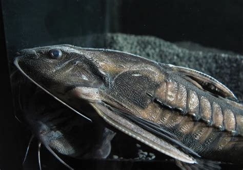 I'm making a celebration meal for a friend who grew up eating soul food. Thorny catfish side view photo and wallpaper. Cute Thorny catfish side view pictures