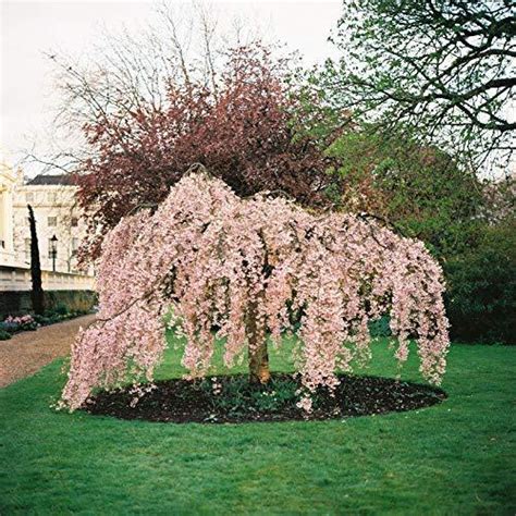 Department of agriculture plant hardiness zones 5 through 8 when planted in full sun, though they can survive in warmer. 5 Dwarf Weeping Peach Cherry Tree Seeds Flowering Japanse ...