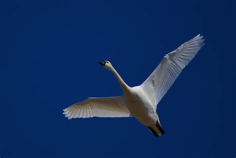 Tundra Swans 6 2020 Flk Bruce Flickr