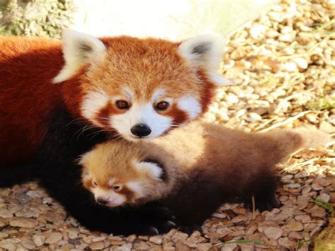 Twins In The House Red Pandas Babies Are The Newest Attraction We