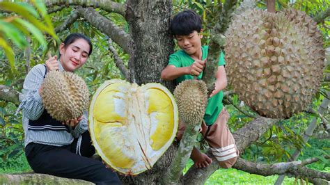Giant Fresh Durian From The Tree Amazing 2 Recipes With Big Durian