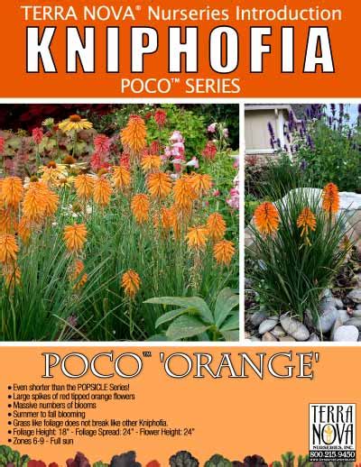Kniphofia Poco ‘orange Terra Nova Nurseries Inc