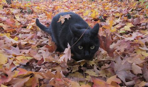 Vampy Ready To Hunt In The Fall Leaves Black Cat Autumn Leaves Animals