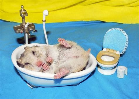 Hamster World Is It Safe To Bathe A Hamster
