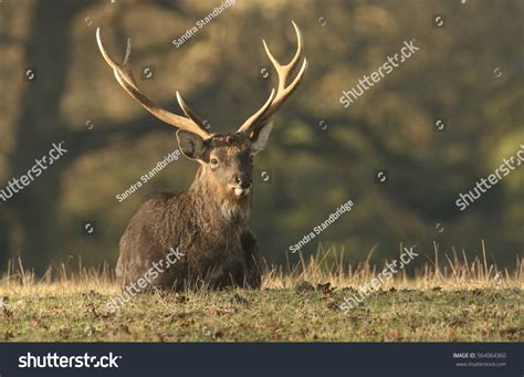93 Manchurian Sika Deer Images Stock Photos And Vectors Shutterstock
