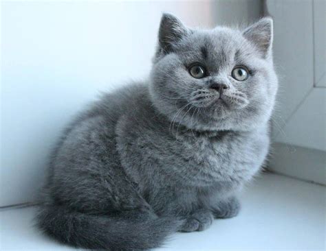 36 Grey And White British Shorthair Kitten Information Dadykitty