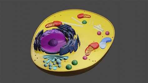 Animal Cell Structure Cross Section 3d Asset Cgtrader