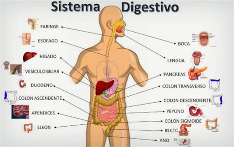 Definición De Sistema Digestivo Qué Es Su Significado Y