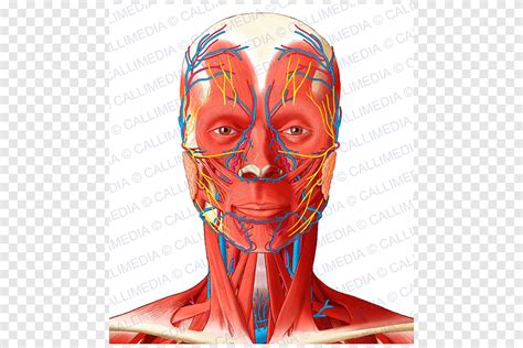 Arteria Facial Arteria Angular Cabeza Y Cuello Anatomía Muscular