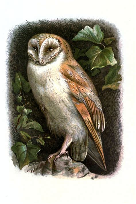 Barn Owl Bird Art Vintage Free Stock Photo Public Domain Pictures