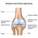 Muscle Strengthening Exercises Knee Ligament Images