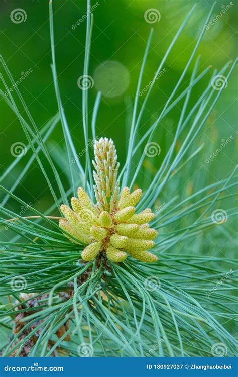 Chinese Red Pine Flower Stock Image Image Of Staminate 180927037