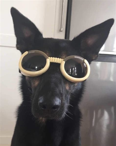 Doggles Dog Sunglasses