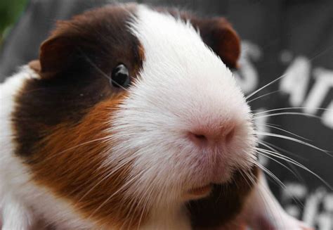 Hd Wallpapers Guinea Pig Wallpapers