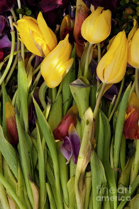 Tulips Wilting Photograph By Jim Corwin Fine Art America