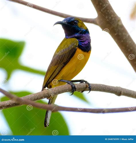 Olive Backed Sunbird Also Known As The Yellow Bellied Sunbird Stock