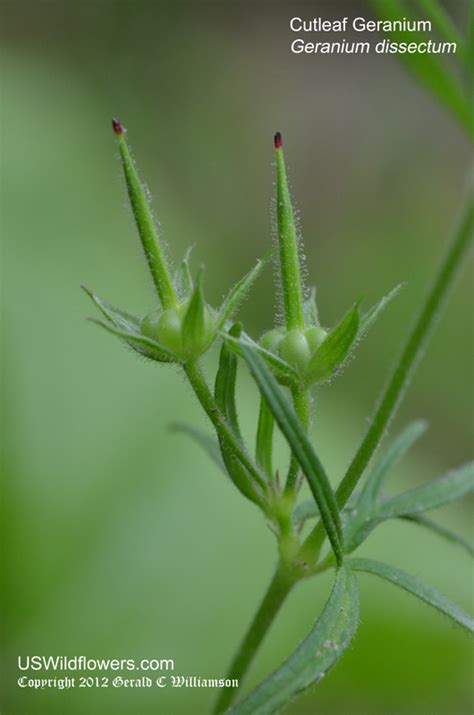 Us Wildflower Cutleaf Geranium Cut Leaved Cranesbill Geranium