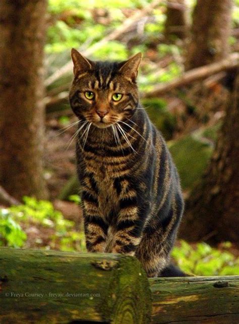 Forest Cat By ~freyajc Pretty Cats Beautiful Cats Cats