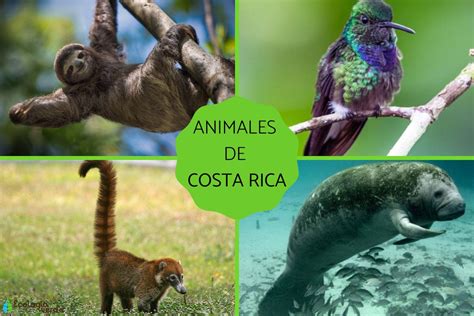 29 Animales De Costa Rica Nombres Características Y Fotos