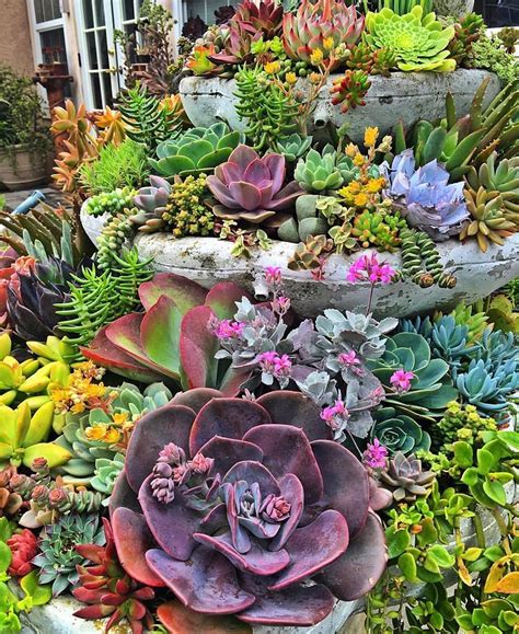 Although these plants will grow, it will be slower because they'll be planted closely together. Small Succulent Container Garden Ideas 12 (Small Succulent ...