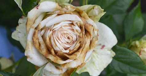 We did not find results for: How to Identify and Treat Common Rose Diseases | Gardener ...
