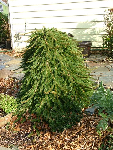 Male and female cones are almost identical in appearance and may be difficult to tell apart. Oregon Coast Gardener: Champion Coastal Conifers