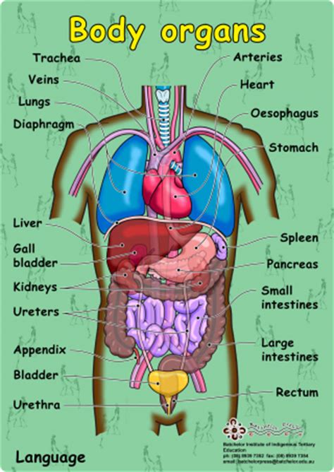 300 x 249 jpeg 30 кб. Human Body Organs | Batchelor Institute Press Online Store
