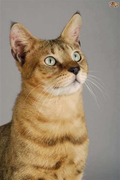 More Information On The Chausie Cat Breed Pets4homes