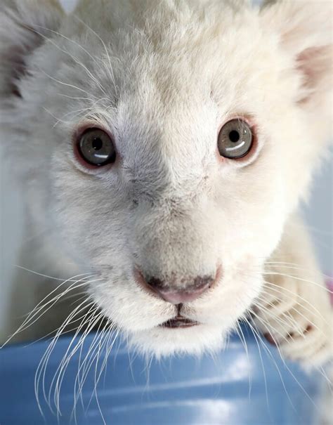 Extremely Rare White Lion Quadruplets Prepare To Meet Public For The