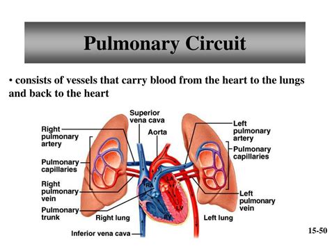 Ppt Chapter 15 Cardiovascular System Powerpoint Presentation Free