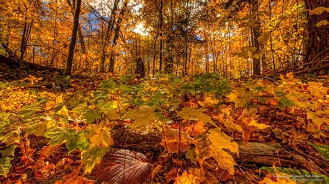 Hd Wallpaper Foliage In Vermont Architecture Autumn Building