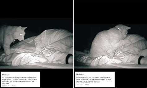 Tired Woman Discovers Cat Relentlessly Hits Her As She Sleeps Flipboard