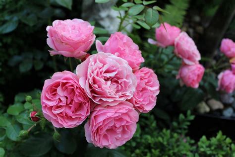 Images Gratuites Fleur Pétale Floraison été Rose Flore Des