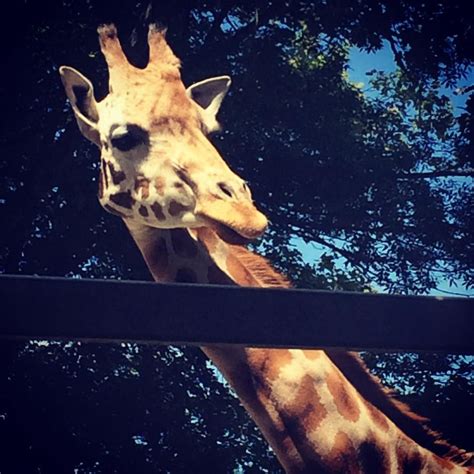 💕 Giraffes Inspired To Paint 🎨 Giraffes Inspired Animals