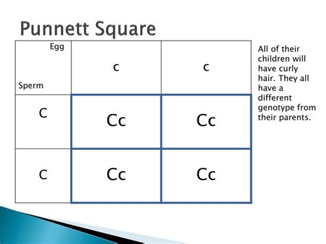 Each parent's two alleles are placed on the. PPT - Inheritance - Mendel PowerPoint Presentation, free ...