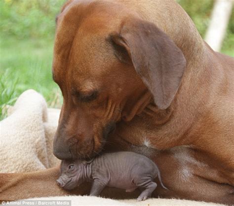 Maybe you would like to learn more about one of these? Abandoned piglet is lost and hound: Giant farm dog saves ...