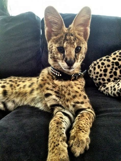 Stunning Serval Kittens Ready For Their Forever Homes Now