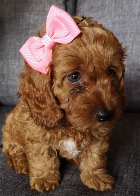 Primarily, because there are other, more popular breeds. Poodle x Dachshund Puppy*1 red girl available now ...