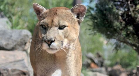 Hiker Fights Off Mountain Lion With A Rock During Ambush In Utah