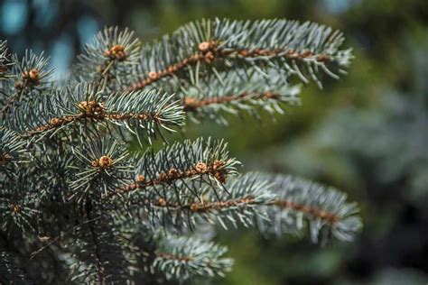 How To Keep Your Dwarf Blue Spruce Healthy And Adorable Environment Buddy