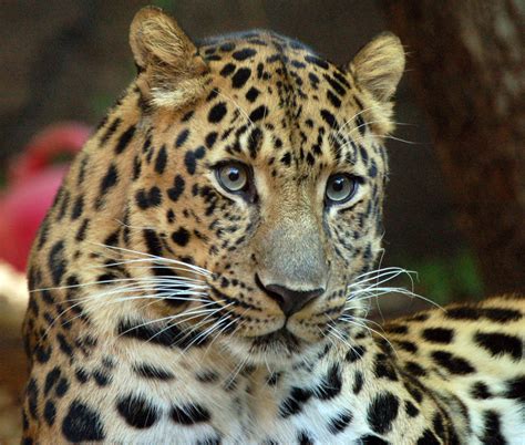 Fileamur Leopard 1970226951 Wikimedia Commons