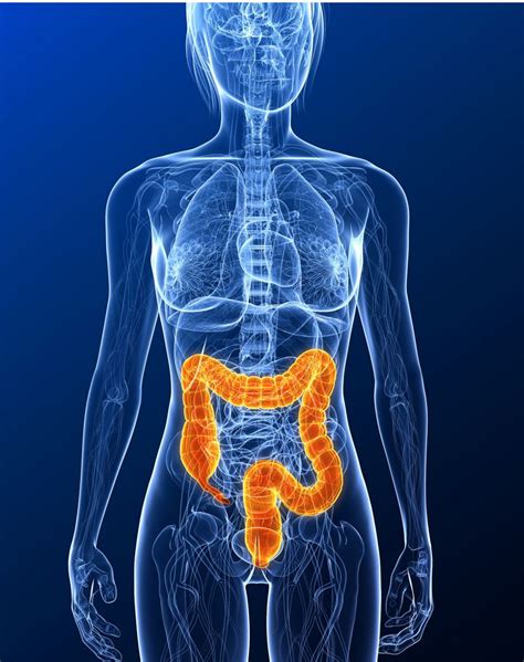 What Is Inflammatory Bowel Disease Live Science
