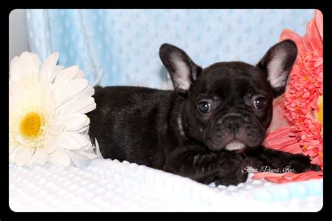 French Bulldog M Black Brindle Sold Star Pups