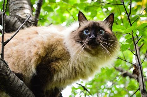Balinese Cat Breed Size Appearance And Personality