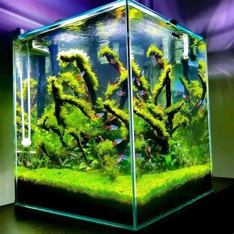 Aquascape instantly became popular around the world. Iwagumi Aquascaping: A Beginners Guide in 2020 | Aquascape ...