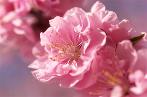 Wallpaper Sakura 4k Hd Wallpaper Pink Spring Flower Nature 10300
