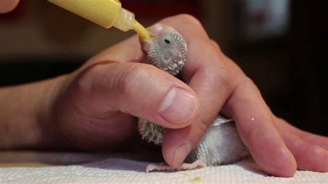 Hand Feeding Baby Budgie With Syringe Youtube