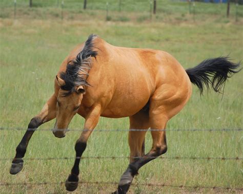 Buckskin horses are beautiful to look at. hallie jo photography: the buckskin