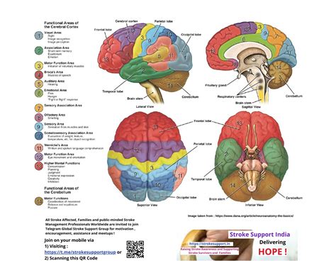 The Human Brain Laminated Anatomy Chart Human Brain Anatomy Human